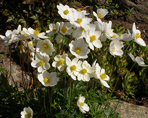 Vizbulis Daugavas 'Snow White'