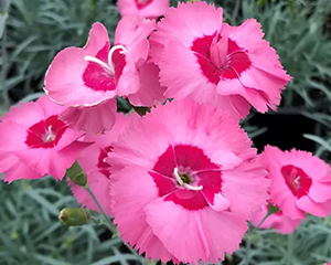 Neļķe 'Angel of Hope'