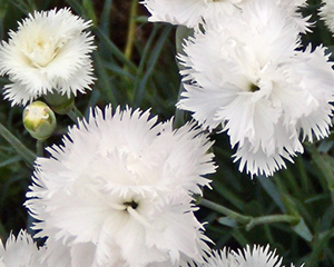 Neļķe 'Angel of Purity'