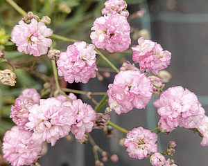 Plīvurpuķe 'Pink Wedding'