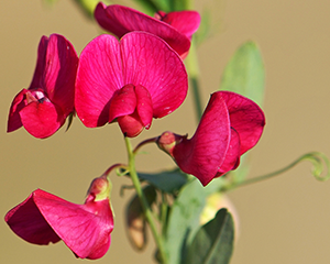 Puķuzirnis daudzgadīgs 'Red Pearl'