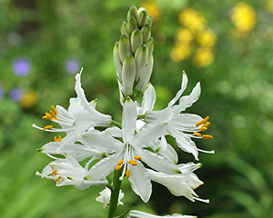 Paradīzija Portugāles