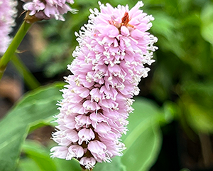 Sūrene zalkšu 'Superba'