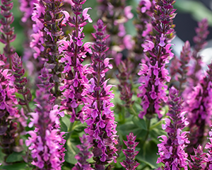 Salvija birztalu 'Pink Paradise'