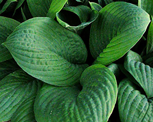 Hosta 'Elata'