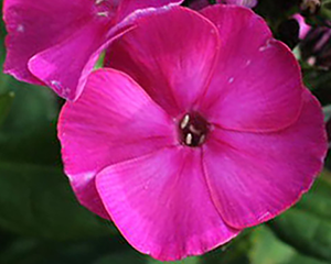 Floksis skarainais 'Adessa Compact Cherry Rose'