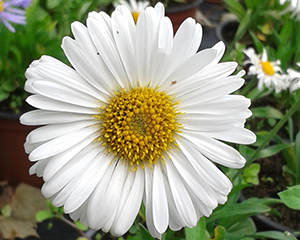 Ziemastere alpu 'Albus'