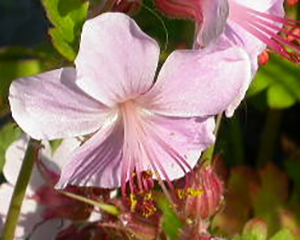 Gandrene lielsakņu 'Ingwersen's Variety'
