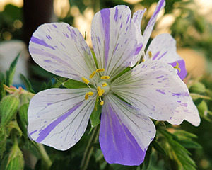 Gandrene pļavas 'Striatum'