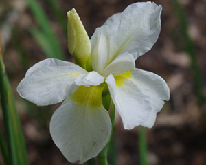 Īriss Sibīrijas 'Alba'