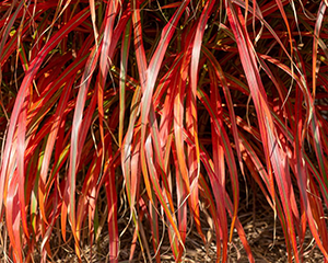 Miskante Ķīnas 'Lady in Red'