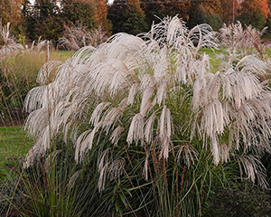 Miskante Ķīnas 'Silver Charm'