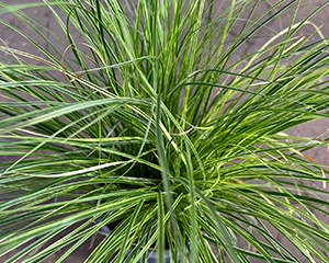 Grīslis kalnu 'Raureif'