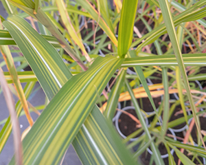 Miskante Ķīnas 'Jubilaris'