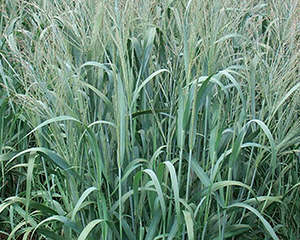 Sāre īstā 'Dallas Blues'