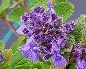 Kaķumētra Fāsena 'Little Titch'