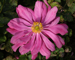 Anemone 'Prinz Heinrich'