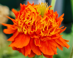 Bitene 'Orange Pumpkin'