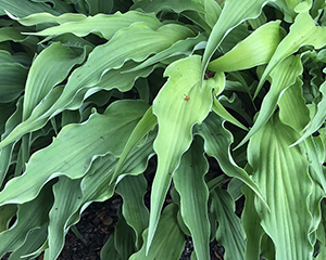 Hosta 'Curly Fries'