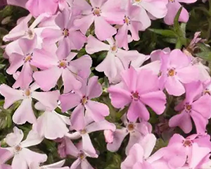 Floksis aslapu 'Spring Soft Pink'