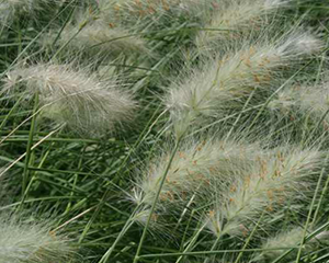 Spalvzāle lapsastu 'Little Bunny'