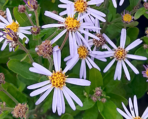 Ziemastere agerātveida 'Adustus Nanus'