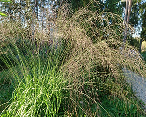 Molīnija zilganā 'Steadbreeze'