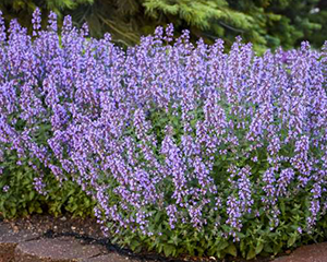 Kaķumētra Fāsena 'Cat's Meow'