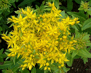 Laimiņš dzīvīgais