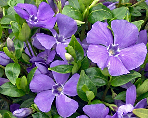 Kapmirte mazā 'Bowles'