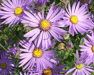 Ziemastere virsāju 'Rudolf Goethe'