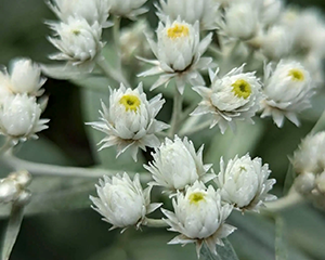 Kaķpēdiņa trīsdzīslu