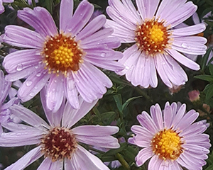 Ziemastere Jaunbeļģijas 'Blueberry Mousse'