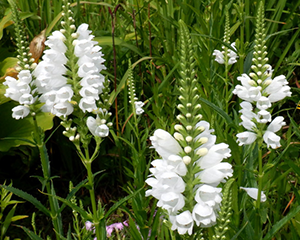 Fizostēgija Virdžīnijas 'Summer Snow'