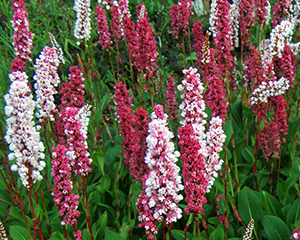 Sūrene raibā 'Superba'