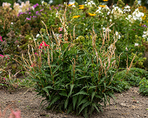 Sūrene svečveida 'White Eastfield'