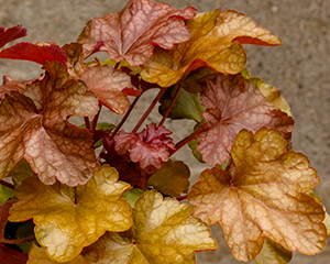Heihēra 'World Caffe Americano'