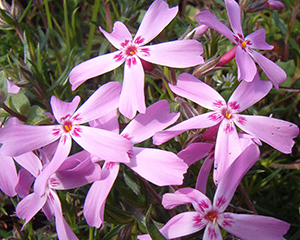 Floksis aslapu 'Moerheimii'