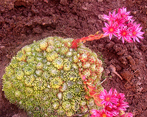 Saulrietenis - Mūždzīvis sīkbārdainais