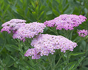 Pelašķis 'Lilac Beauty'