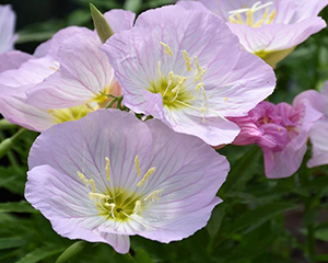 Naktssvece krāšņā 'Siskiyou'